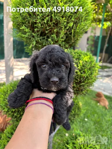 Кавапу & Cavapoo, снимка 8 - Други - 55655627