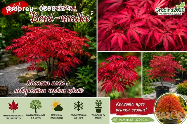 Ацер „Бени-Майко“ (Acer palmatum 'Beni-maiko') – Японски японски клен