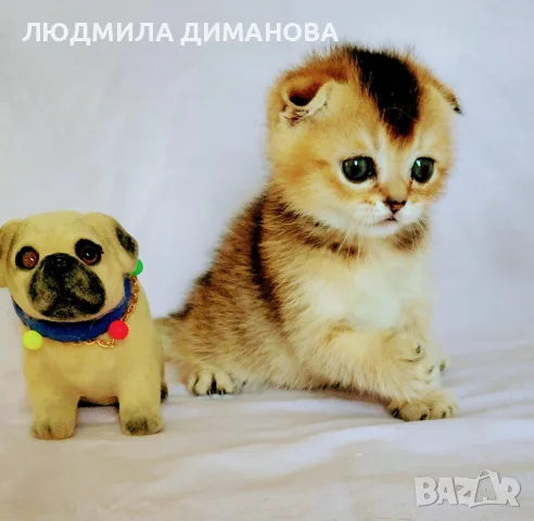 Шотландско мъжко златна чинчила , снимка 12 - Британска късокосместа - 55419250
