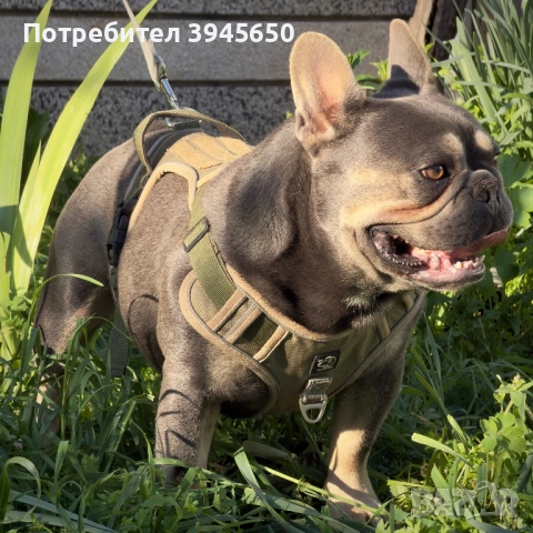Френски булдог - разплод , снимка 2 - Френски булдог - 54873559