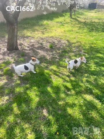 Джак ръсел , снимка 6 - Джак ръсел териер - 54154739