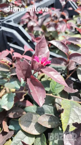 Лоропеталум Черна перла, Loropetalum Chinense Black Pearl, снимка 14 - Градински цветя и растения - 55398489