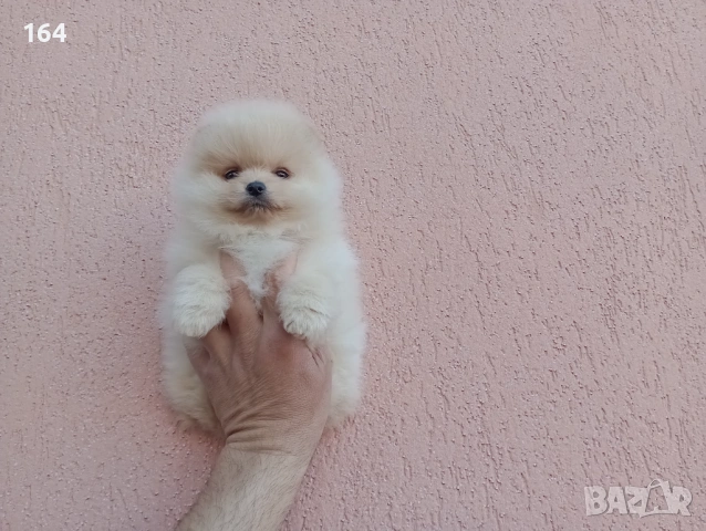 Померани. Реални снимки !!! , снимка 8 - Померан - 54144368