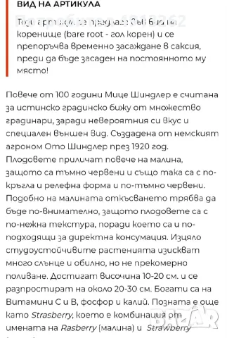 Корени ягоди стар селски сорт ОТО ШИНДЛЕР, снимка 5 - Разсади - 55647362