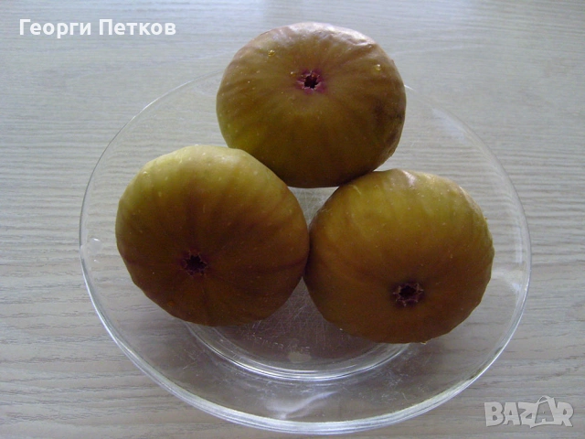 Смокини в кофичка. , снимка 7 - Градински цветя и растения - 51632728