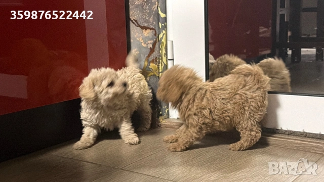 Пудел той, снимка 3 - Пудели - 54178018