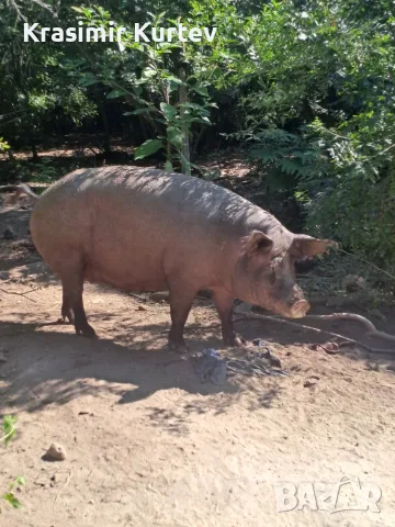 Прасета свине майки
