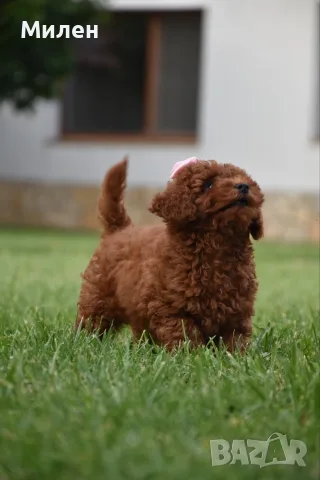 Той пудел Toy poodle, снимка 5 - Пудели - 55006000