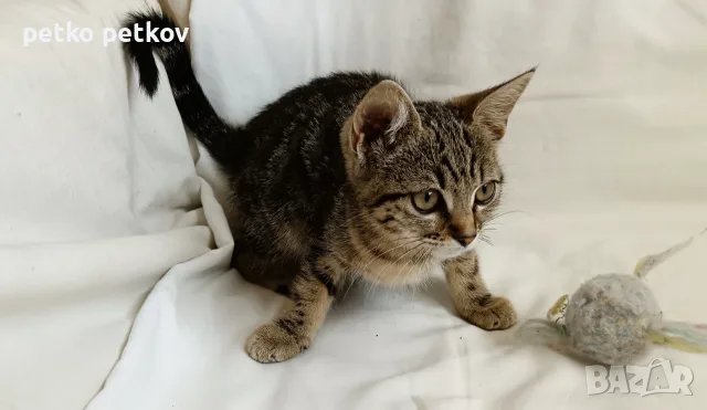 Подарявам малко котенце, снимка 3 - Други - 55412691