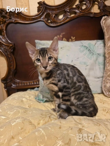 Бенгалска котка, снимка 7 - Бенгалски - 40146006