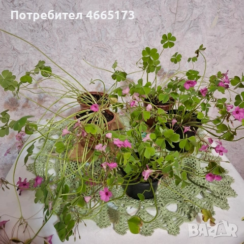 Оксалис /Детелина Бяла и Розова , снимка 11 - Градински цветя и растения - 54510708