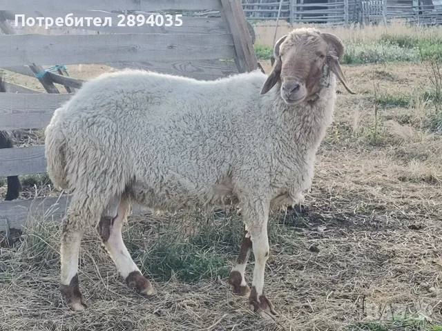 овце коч агнетаа, снимка 4 - Овце - 55482382