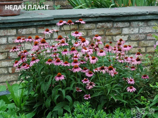 Eхинацея (Purpurea, Purpurea Magnus), снимка 2 - Градински цветя и растения - 55648863