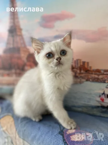 британски котенца, снимка 3 - Британска късокосместа - 55391628