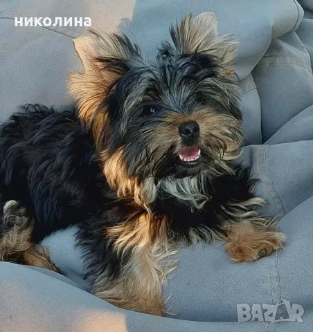 Продавам йоркширски териер , снимка 9 - Йоркширски териер - 55331026