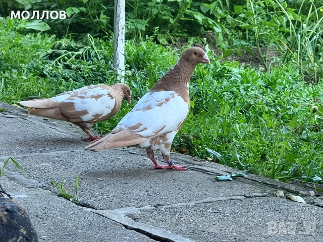 Мюлеманса пощи 