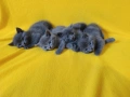 Котета - порода Руска синя котка !, снимка 10