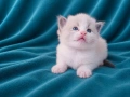 Регдол коте , снимка 2
