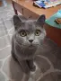 Британска женска котка, снимка 5