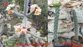 Градински студоустойчиви кактуси, снимка 6