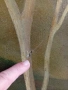 Огромна картина на Красимир Иванов , снимка 4
