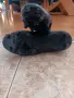 Мъжки бутони ADIDAS, снимка 4