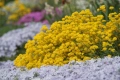 Alyssum montanum ‘Berggold’ (Алисум планински ‘Berggold’), снимка 3