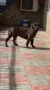 Pero De Presa Canario, снимка 2