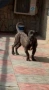 Pero De Presa Canario, снимка 1