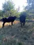 Продавам крава и теле, порода Юница Абърдийн, снимка 1