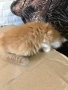 ангорски котки, снимка 5