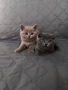 Британски късокосмести котета , снимка 5