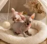 Канадски сфинкс и елф , снимка 2