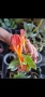 Колумнея, columnea Orange Sherbet, снимка 1