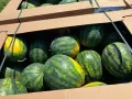 Продаваме диня на едро - сорт: РОМАНЗА ; тел. 0878744855, снимка 3