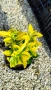 Евонимус Ауреа, Euonymus Japonica Aurea, снимка 9