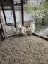 декоративни кокошки шабо , снимка 1