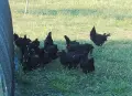 Кокошки за месо и яйца, снимка 1