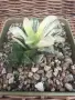 Рядка Вариегатна Хавортия (Haworthia retusa f. variegata) – Колекционерска, снимка 3