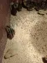 Новоизлюпени пъдпъдъци София , снимка 4