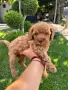 Кавапу & Cavapoo, снимка 1