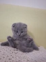 Британски късокосмести, снимка 10
