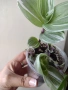 Традесканция, tradescantia albiflora Giant, снимка 2