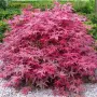 Ацер „Бени-Майко“ (Acer palmatum 'Beni-maiko') – Японски японски клен, снимка 2