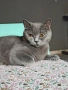 Британски котенца, снимка 7