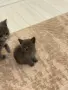 🐱 Продават се 3 прекрасни котета 🐱, снимка 3