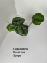 сциндапсус, епипремнум, снимка 2
