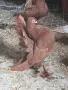 Гълъби за полет и красота, снимка 3