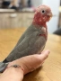 Бебе Розово Какаду, снимка 4