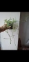 Хоя, hoya Retusa, снимка 1